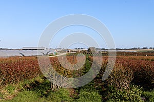 Dryland Blueberry bushes with bee hives for pollination