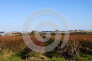 Dryland Blueberry bushes with bee hives for pollination