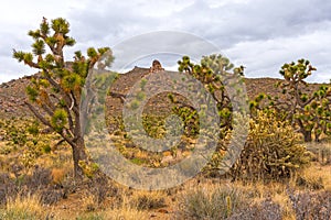Dryland Vegetation in Front of Desert Rocks