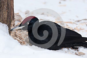 Dryocopus martius, Black Woodpecker photo