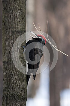 Dryocopus martius, Black Woodpecker
