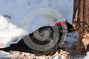 Dryocopus martius, Black Woodpecker photo