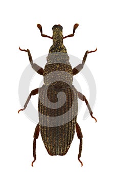 Dryophthorus corticalis