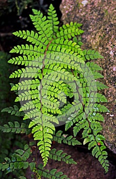 Fern, Dryopteridaceae, family of leptosporangiate ferns photo