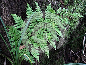 Dryopteris carthusiana fern grows in the wild