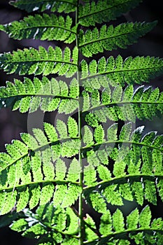 Dryopteris carthusiana fern grows in the wild