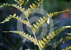 Dryopteris carthusiana fern grows in the wild photo
