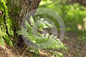 Dryopteris carthusiana narrow buckler-fern is a species of fern of the family Dryopteridaceae.