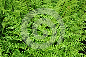 Dryopteris dilatata