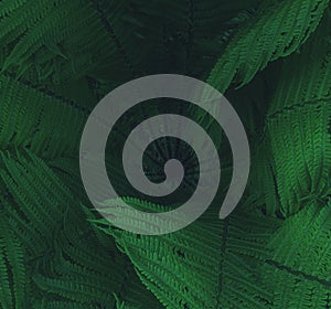 Dryopteris filix-mas, European green fern, close-up in the middle of the plant. Abstract square background from dark