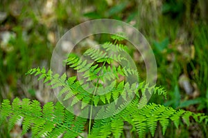 Dryopteris filix-mas flower growing in forest