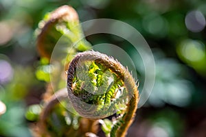 Dryopteris filix-mas flower growing in forest