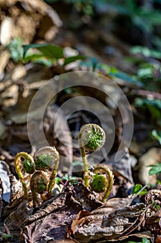 Dryopteris filix-mas flower growing in forest