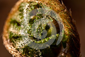 Dryopteris filix-mas flower growing in forest