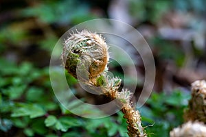 Dryopteris filix-mas flower growing in forest