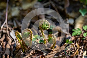 Dryopteris filix-mas flower growing in forest