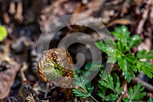 Dryopteris filix-mas flower growing in forest