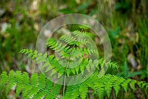 Dryopteris filix-mas flower growing in forest photo