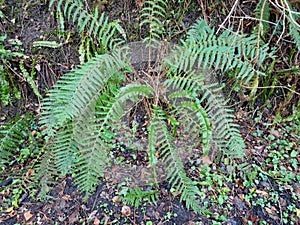 Dryopteris filix mas, male fern photo