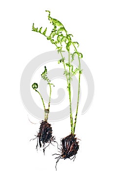 Dryopteris filixmas, fern