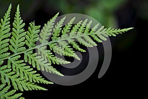 Dryopteris - wood fern