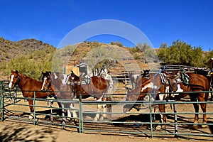 DSaddled horses for trail riding photo