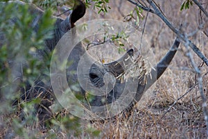 Huge grey rhino lying on the ground