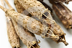 Dry brown welsh poppy seed pods