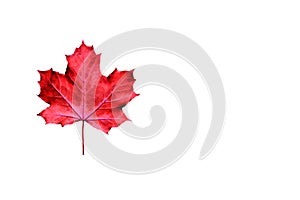 Red maple leaf isolated on white.