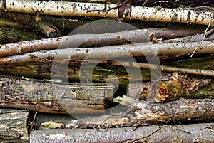 Close-up of a pile of logs and sticks