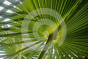 Natural Radial Lines