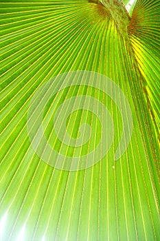 Underside of Large Palm Frond newly unfolded photo