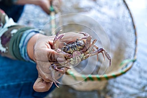Farmer Catch some Waterfall Crab for Cooking His Meal in the Rain Forrest.