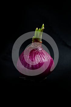 Fresh and Raw Red Onion on iSolated Black background, Many Nutritions with Healthy Spice.