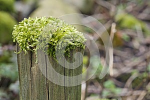 Vibrant green hypnum moss on a wooden pole photo