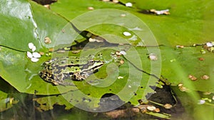 A small green frog or Pelophylax lessonae