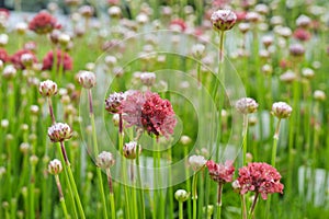 The buds and red flowers of the Armeria pseudarmeria photo