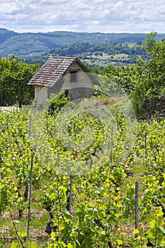 Vineyards in spring near Glanes in Southern France