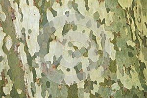 Close-up of the bark of the plane tree in Southern France