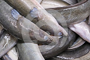 Fresh eels ready for smoking in a smokehouse