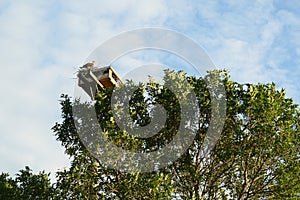 Osprey Nest on Pole