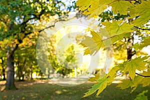 Dtail of maple leaves