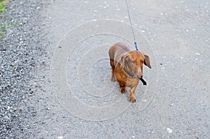 Dth out a dog runs on a long leash