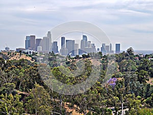 Dtla from the top of Elysian park