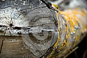 Dty old log with yellow fungus