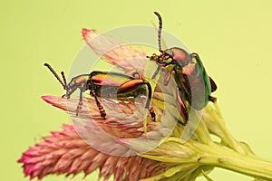 Dua frog leg beetle is perched on a wild flower.