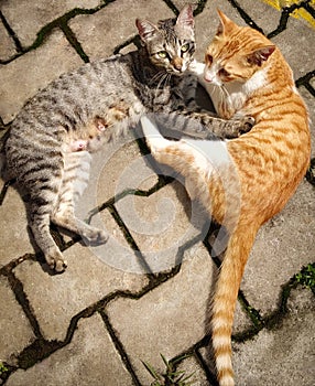 Dual Cats ,pussycats photo