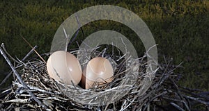 Dual chicken eggs in a nest at dusk