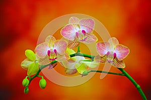 Dual color phalaenopsis orchids on abstract background