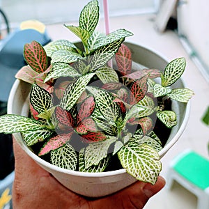 Dual colored fittonia plant green red